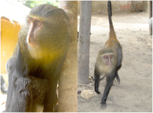 Lesula monkey (Cercopithecus lomamiensis)