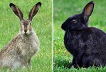 Are There Wild Rabbits in Nigeria?