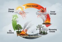 Carbon in the Forest, Friend or Foe?