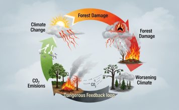 Carbon in the Forest, Friend or Foe?