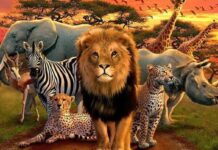 5 Importance Of Wildlife importance of wildlife