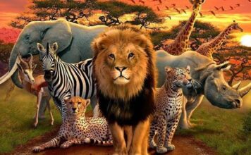 5 Importance Of Wildlife importance of wildlife