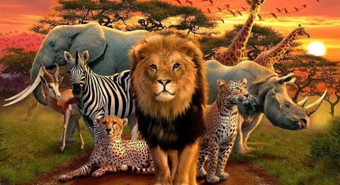importance of wildlife