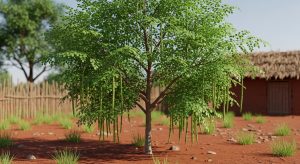 moringa