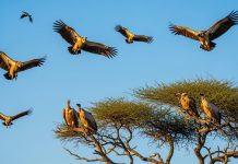 World Vulture Day - COnservationsNG
