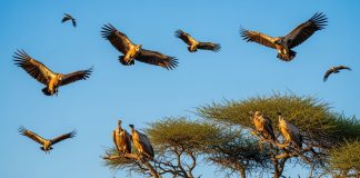 World Vulture Day - COnservationsNG