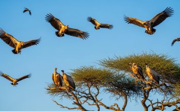 World Vulture Day - COnservationsNG