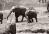 Nigeria’s last elephants wrestle for survival in forgotten reserve as Omo Forest suffers neglect Last elephants in Nigeria