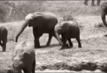 Nigeria’s last elephants wrestle for survival in forgotten reserve as Omo Forest suffers neglect Last elephants in Nigeria