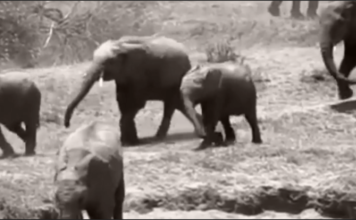 Nigeria’s last elephants wrestle for survival in forgotten reserve as Omo Forest suffers neglect Last elephants in Nigeria