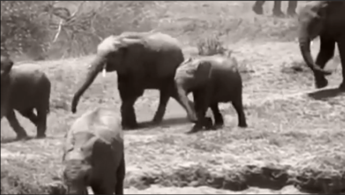 Last elephants in Nigeria