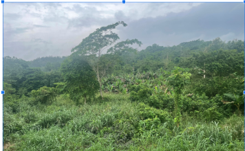 An aerial view of Omo Forest, Ogun State