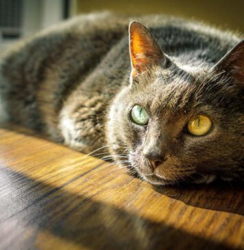 Top Facts about Animal Behaviour
