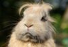 Farm Sanctuary Adds Third Shelter