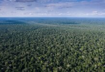742 New Species Discovered in the Congo Basin 742 New Species Discovered in the Congo Basin