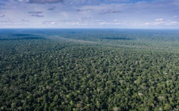 742 New Species Discovered in the Congo Basin 742 New Species Discovered in the Congo Basin