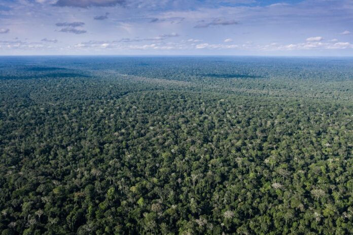 742 New Species Discovered in the Congo Basin 742 New Species Discovered in the Congo Basin