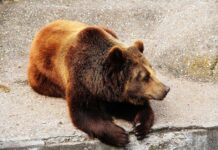 Honduras Bans Circuses