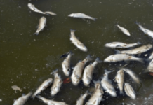 Concerns rising over dead fish along Niger Delta coastlines Concerns rising over dead fish along Niger Delta coastlines