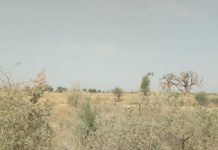Drought: Zimbabwe plans forced migration to save wildlife Drought: Zimbabwe plans forced migration to save wildlife