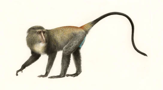 Lesula monkey (Cercopithecus lomamiensis) – This Image is courtesy of wikpedia.org