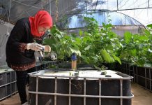Palestinian engineer pioneers hydroponics farm in northern Gaza Strip Palestinian engineer pioneers hydroponics farm in northern Gaza Strip