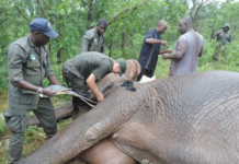 Six Yankari elephants get satellite collars to boost protection Six Yankari elephants get satellite collars to boost protection