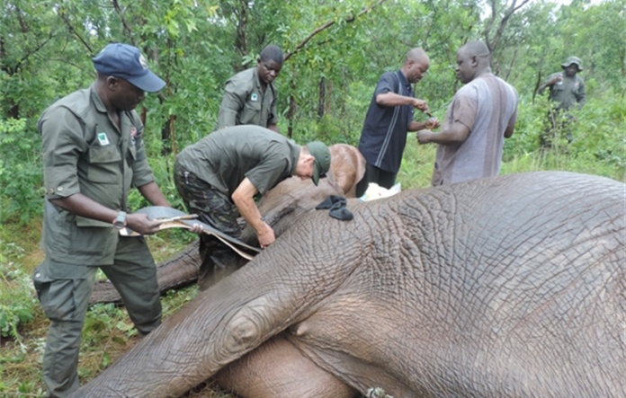 Six Yankari elephants get satellite collars to boost protection Six Yankari elephants get satellite collars to boost protection