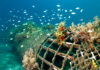 Bali’s Reef Restoration Spending Isn’t Fixing the Real Problem, Study Finds Bali's coral reef restoration not very productive, study finds