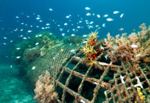 Bali’s Reef Restoration Spending Isn’t Fixing the Real Problem, Study Finds Bali's coral reef restoration not very productive, study finds