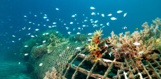 Bali's coral reef restoration not very productive, study finds