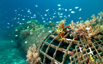 Bali’s Reef Restoration Spending Isn’t Fixing the Real Problem, Study Finds Bali's coral reef restoration not very productive, study finds