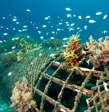 Bali’s Reef Restoration Spending Isn’t Fixing the Real Problem, Study Finds Bali's coral reef restoration not very productive, study finds