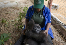 Home at Last: Rescued Gorilla Bili’s Three-Year Journey Back to Congo Bili back to Congo after 3 years in Nigeria