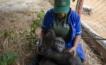 Home at Last: Rescued Gorilla Bili’s Three-Year Journey Back to Congo Bili back to Congo after 3 years in Nigeria