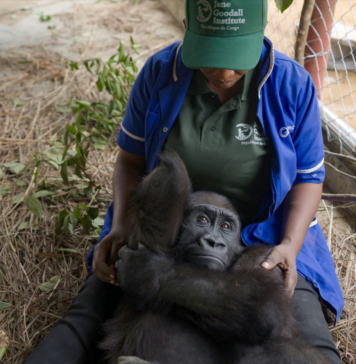 Home at Last: Rescued Gorilla Bili’s Three-Year Journey Back to Congo Bili back to Congo after 3 years in Nigeria