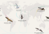 Birds declining via Birdlife