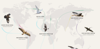 Birds declining via Birdlife