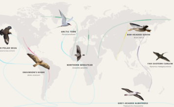 Migratory Birds in Crisis: 45% Declining, 11% Near Extinction Birds declining via Birdlife