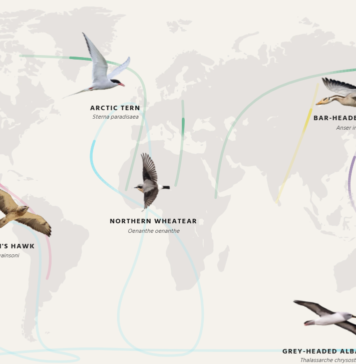 Migratory Birds in Crisis: 45% Declining, 11% Near Extinction Birds declining via Birdlife