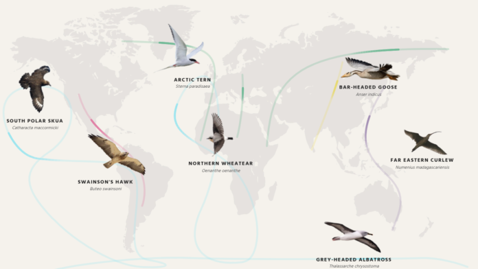 Birds declining via Birdlife Birds declining via Birdlife