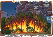 Earth’s Natural Systems Are Accelerating Global Warming, Scientists Warn Earth's natural sinks turning into carbon emitters