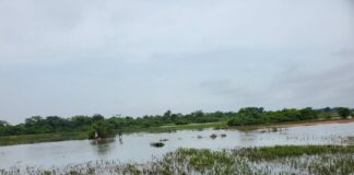 Flood plain near arepo wetlands