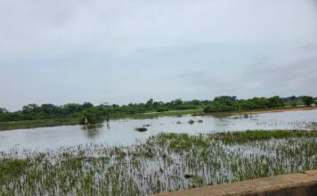 Wetlands or Estates? The Land-Use Trade-Off Fuelling Nigeria’s Floods Flood plain near arepo wetlands