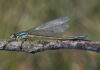 Language helps discover 120 new dragolfly species in Colombia
