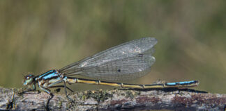 Language helps discover 120 new dragolfly species in Colombia