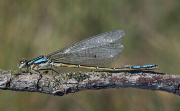Indigenous Words Reveal 120 Dragonfly Species in Colombia Language helps discover 120 new dragolfly species in Colombia