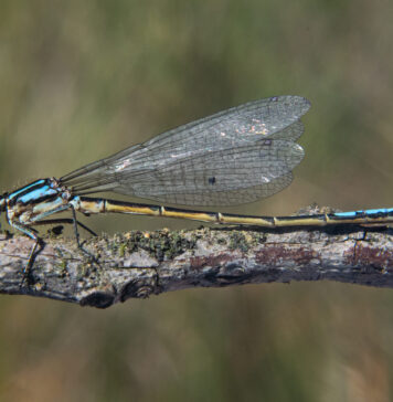 Indigenous Words Reveal 120 Dragonfly Species in Colombia Language helps discover 120 new dragolfly species in Colombia