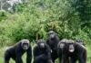 What you should know about Congo’s Réserve Naturelle de Tchimpounga in Pointe-Noire Tchimpounga sanctuary