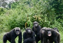 What you should know about Congo’s Réserve Naturelle de Tchimpounga in Pointe-Noire Tchimpounga sanctuary